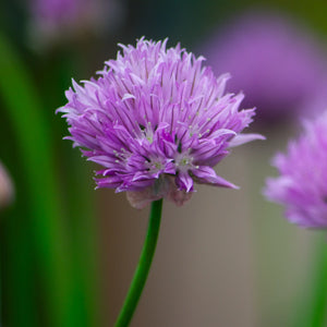 A chive blossom in nature